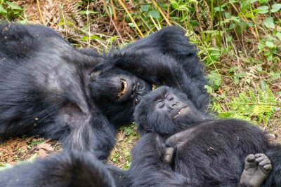 Ruanda & die Berggorillas
