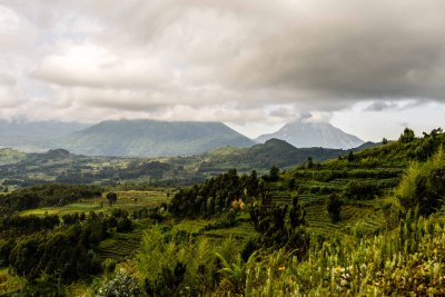Ruanda & die Berggorillas