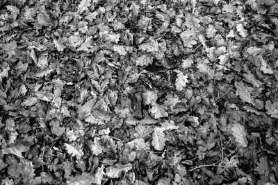 Wimmelbild